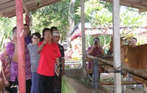 Koster kontes sapi