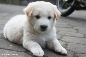 anjing kintamani