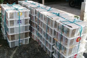 burung lombok2