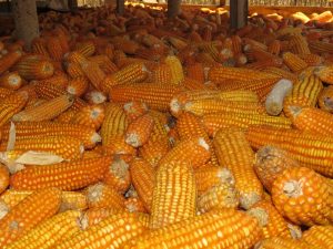 jagung1