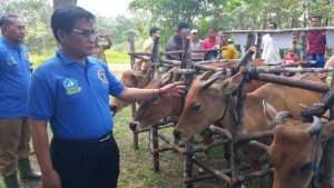 sapi betina