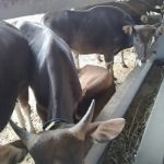 Pastikan Hewan Kurban Sesuai Syari’at Islam, Karantina Tahan Puluhan Sapi di Gilimanuk Tanpa Dokumen Resmi