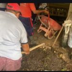 Sanitasi Kandang Sistematis, Kunci Pencegahan Zoonosis di Tingkat Peternak