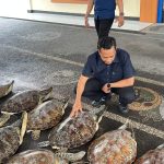 Polisi Gagalkan Penyelundupan 21 Ekor Penyu Hijau di Buleleng Bali