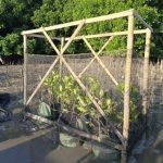 Inovasi Rumpon Pelindung Amankan Bibit Mangrove dari Ancaman Sampah dan Sedimentasi